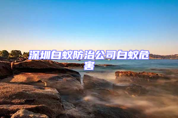 深圳白蟻防治公司白蟻危害