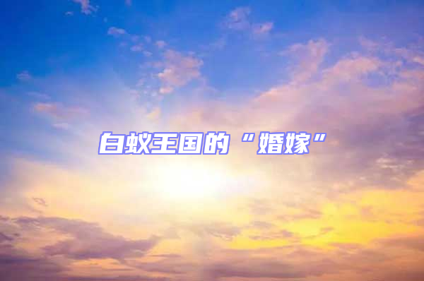 白蟻王國(guó)的“婚嫁”
