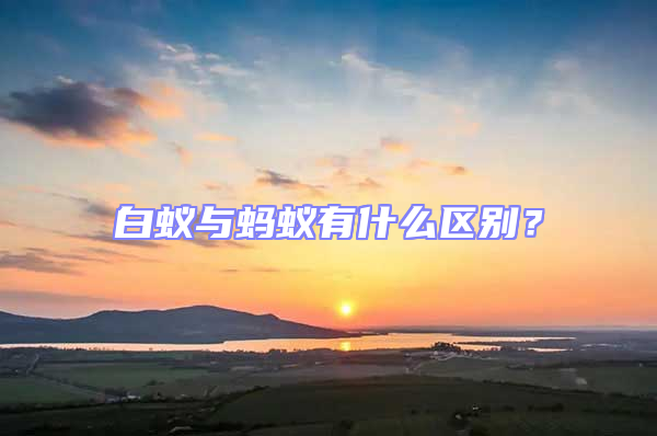 白蟻與螞蟻有什么區別？