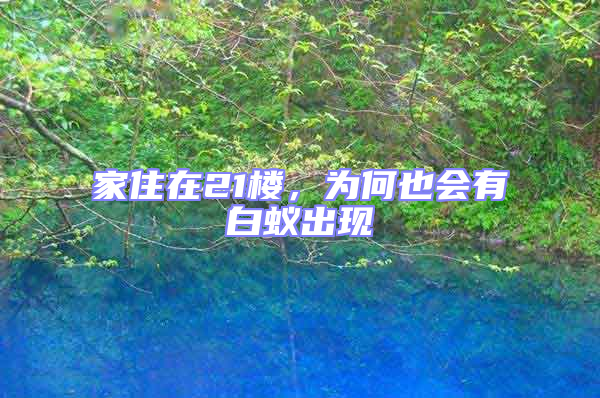 家住在21樓,為何也會有白蟻出現(xiàn)