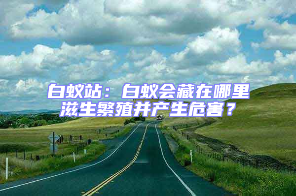 白蟻站:白蟻會藏在哪里滋生繁殖并產生危害?