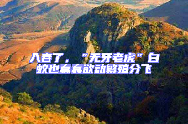 入春了,“無牙老虎”白蟻也蠢蠢欲動繁殖分飛