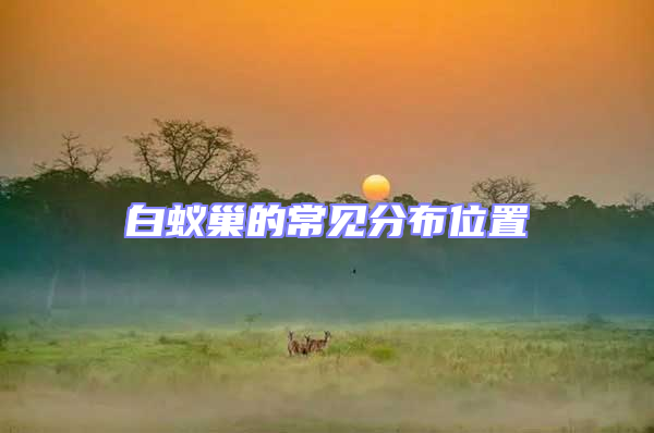 白蟻巢的常見分布位置