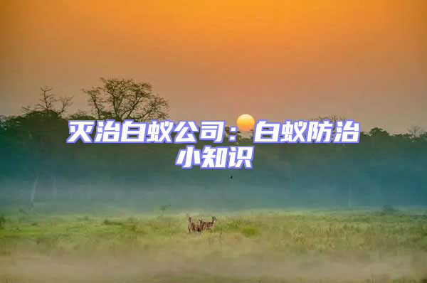 滅治白蟻公司：白蟻防治小知識(shí)