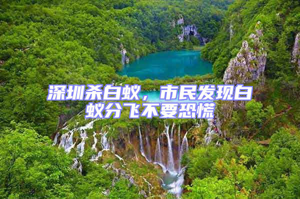 深圳殺白蟻,市民發現白蟻分飛不要恐慌