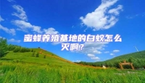 蜜蜂養(yǎng)殖基地的白蟻怎么滅啊？