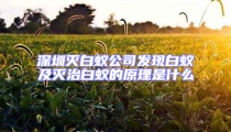 深圳滅白蟻公司發現白蟻及滅治白蟻的原理是什么
