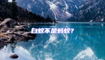 白蟻不是螞蟻？