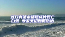 虹口賓館木樓現(xiàn)成片死亡白蟻 專家支招如何防治