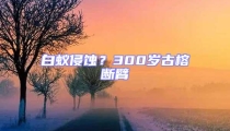 白蟻侵蝕？300歲古榕斷臂